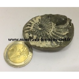 Empreinte Ammonite