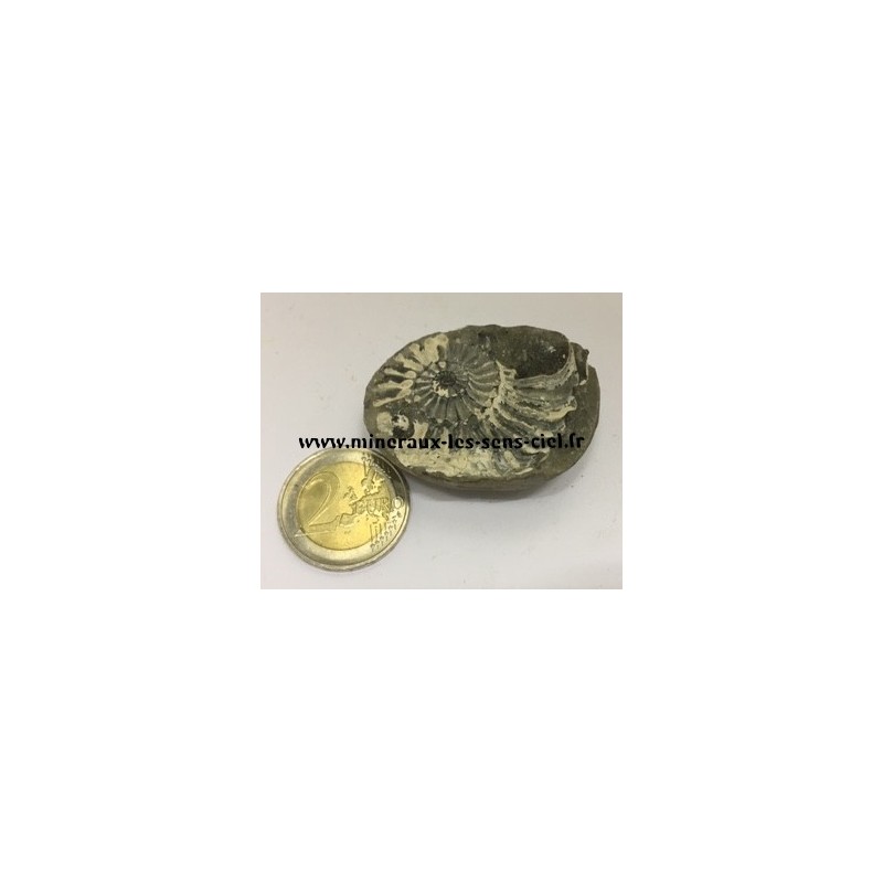 Empreinte Ammonite