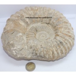 Ammonite Fossile 2,65kg