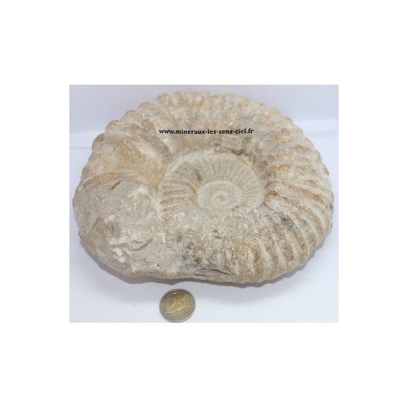 Ammonite Fossile 2,65kg