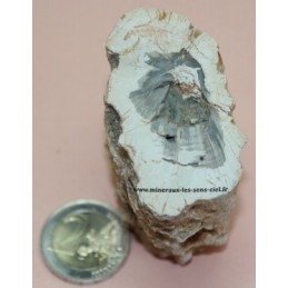 Bois Fossile pétrifié 175g