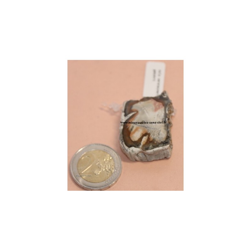 Pendentif Tranche Bois Fossiles