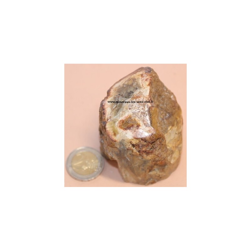 Bois Fossile pétrifié 325g