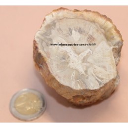 Bois Fossile pétrifié 325g