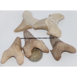 Dent  Fossile de Requin Lamna Otudus