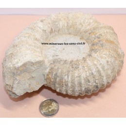 Ammonite Fossile 1,5kg