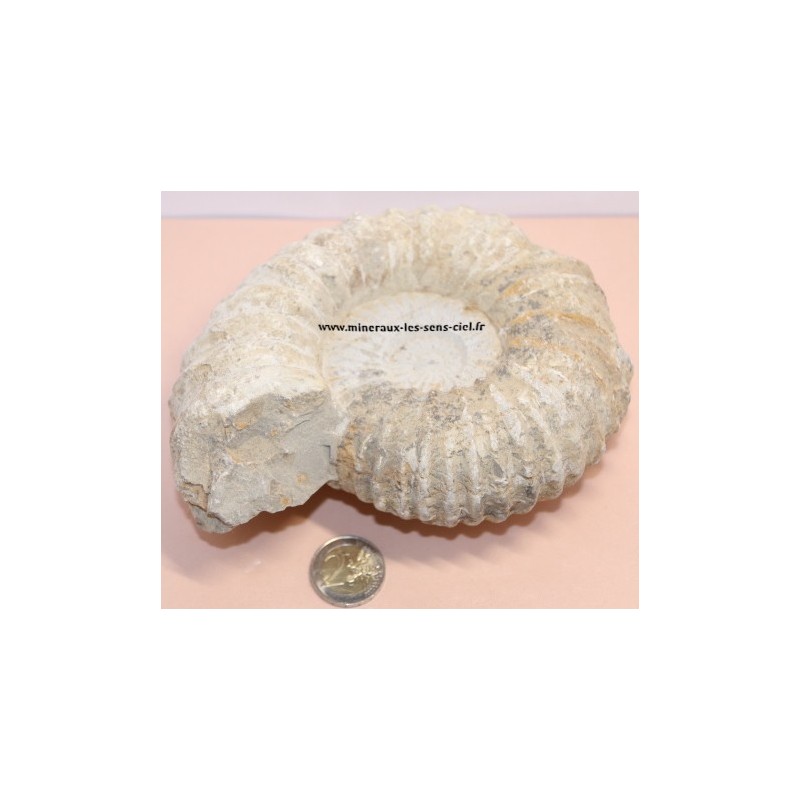 Ammonite Fossile 1,5kg