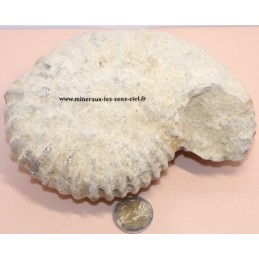 Ammonite Fossile 1,5kg