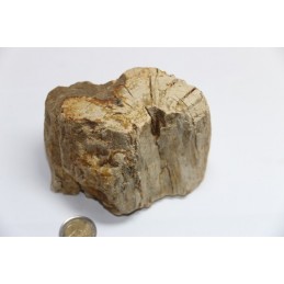 Morceau de Bois Pétrifié ou Fossilisé