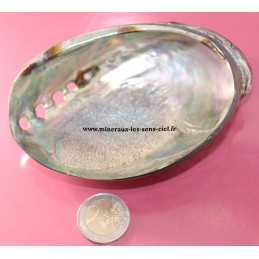 Coquillage Abalone ou Paua