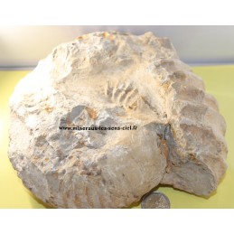 Ammonite Fossile pierre brute du Maroc