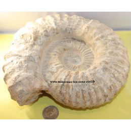 Ammonite fossile brute du Maroc