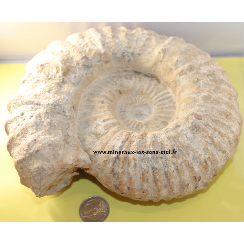 Ammonite fossile brute du Maroc