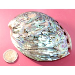Coquillage abalone ou Paua