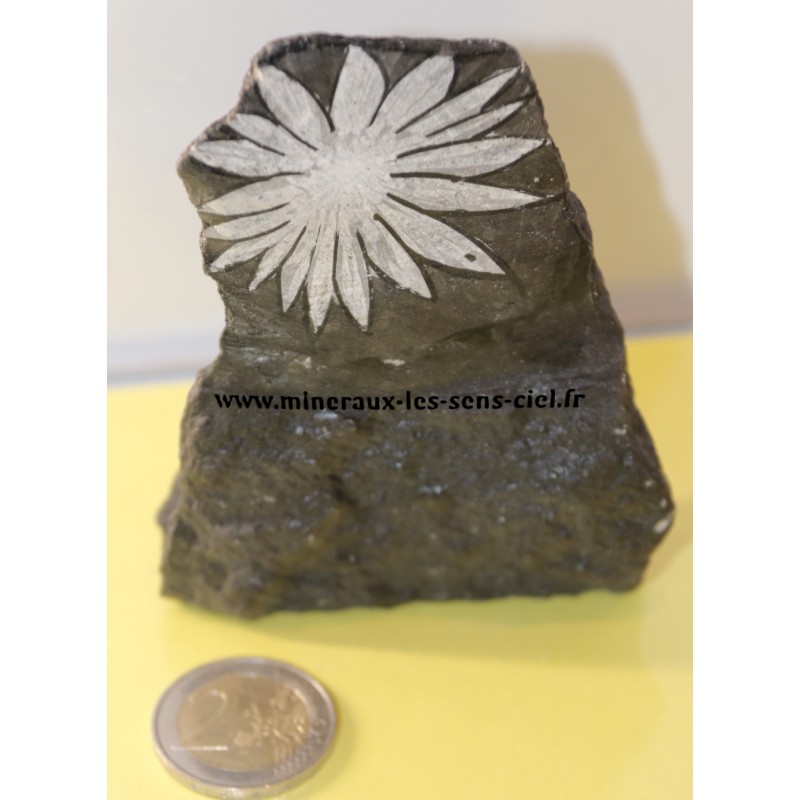 chrysanthème pierre brut
