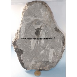 plaque fossiles orthoceras brut poli du Maroc