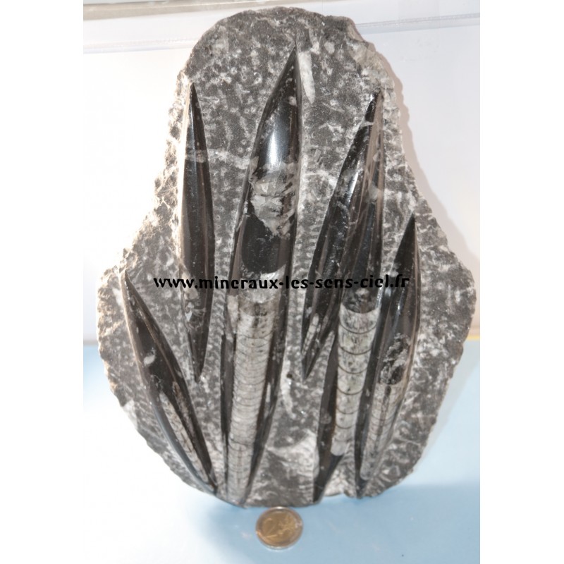 Plaque de pierre orthoceras brut poli, fossiles