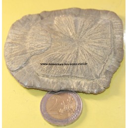 fleur de pyrite de pierre brut, pyrite dollar