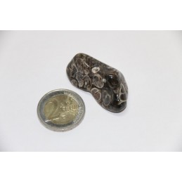 Agate Turritella pierre roulée