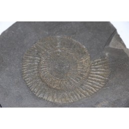 Empreinte Ammonite