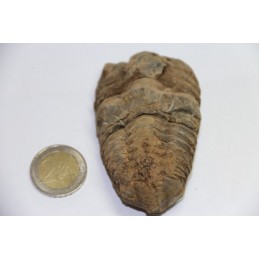 Trilobite  Calymène