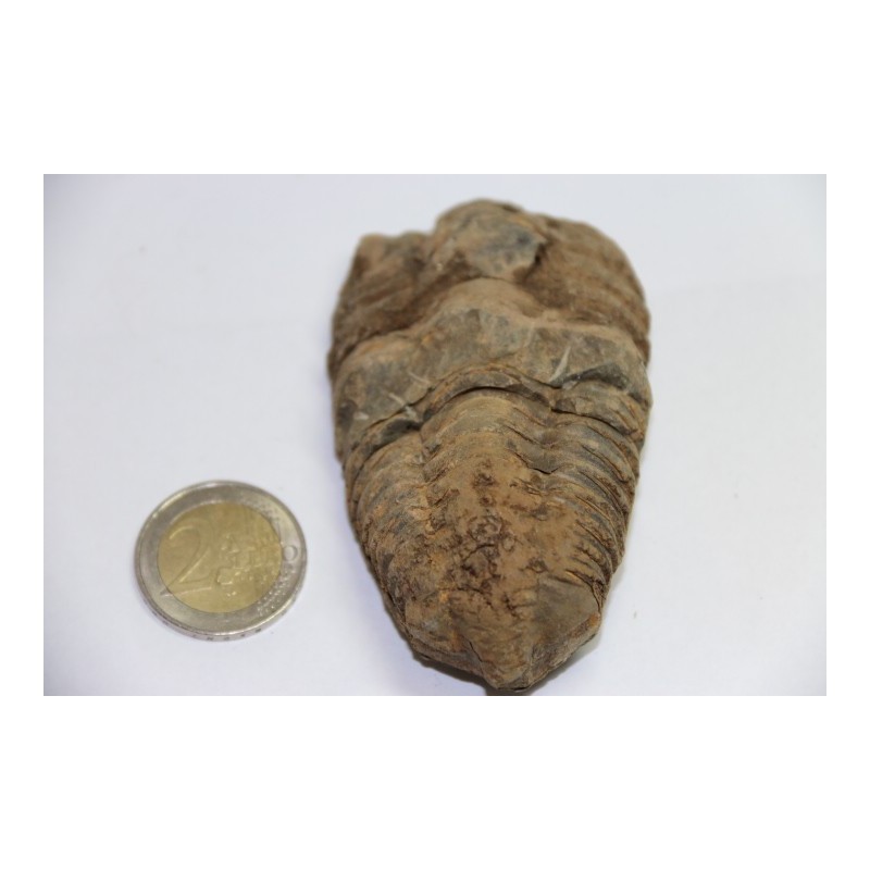 Trilobite  Calymène