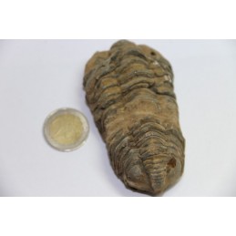 Trilobite  Calymène