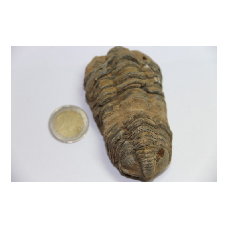 Trilobite  Calymène