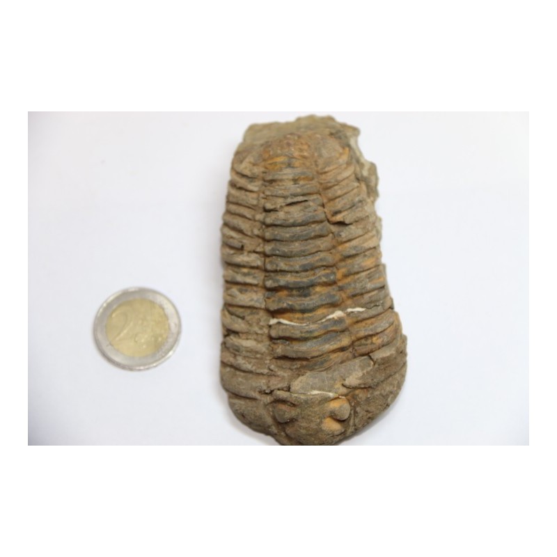 Trilobite  Calymène