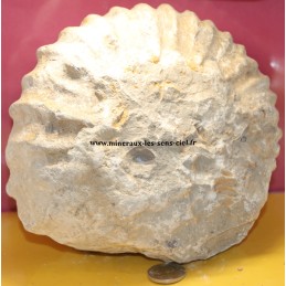 ammonite fossile brut du maroc