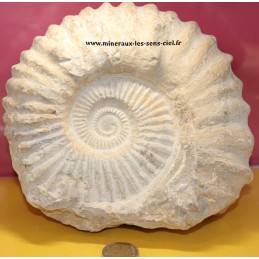 ammonite fossile brut du maroc