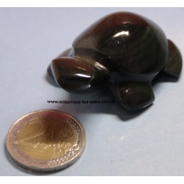 Tortue Obsidienne Oeil Céleste du Mexique